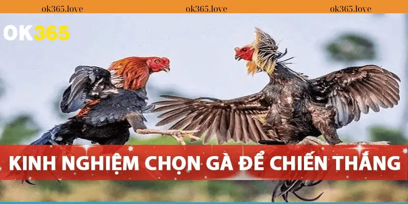 Kinh Nghiệm Vàng Để Chiến Thắng Trong Đá Gà OK365